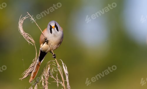 Preview: Bearded tit. A male bird climbs in the early morning on reeds on the riverbank in search of food.