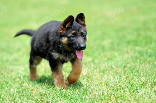 Preview: Baby German Shepherd
