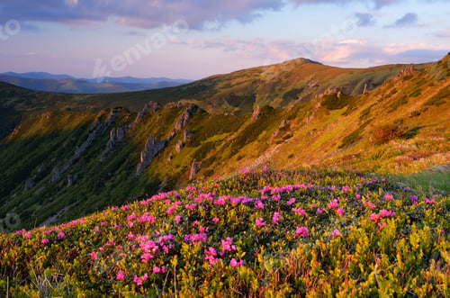 Preview: Blooming valley
