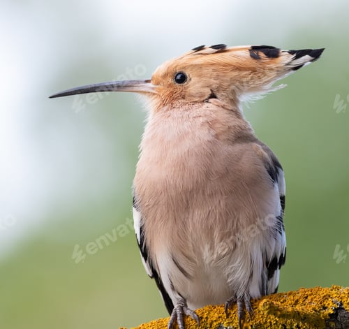Preview: Eurasian hoopoe, Upupa epops. Close-up of a bird on a beautiful pastel background