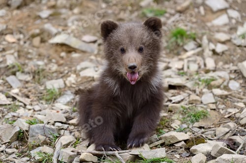 Preview: Brown bear cub