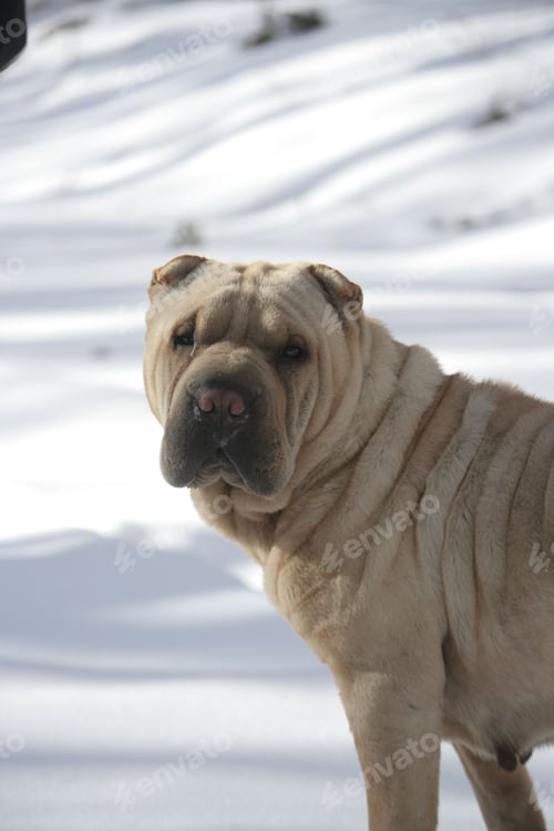 Preview: Vertical shot of a Shar Pei dog in a snowy field with a blurry background