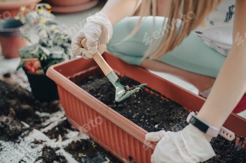 Preview: young girl prepares a tomato plant for potting