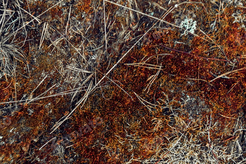 Preview: Closeup shot of ground of the forest with dry branches and leaves, a beautiful fall background