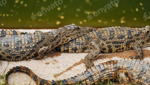 Preview: Crocodiles relaxed and resting on the ground