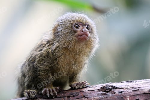Preview: Young pygmee monkey