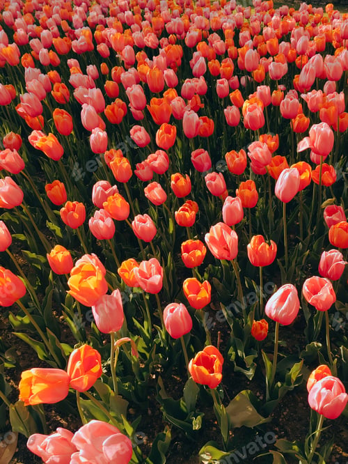 Preview: Bright red flowers, field of tulips, springtime, blossoming flowers, natural background, texture