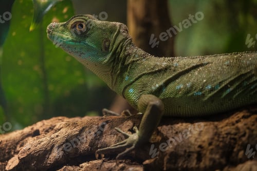 Preview: The plumed basilisk also called commonly the green basilisk