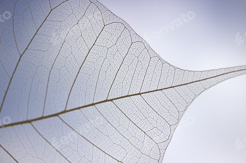 Preview: Close-up view of leaf texture. Natural background.