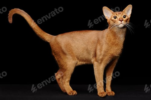 Preview: Portrait of beautiful young abyssinian cat