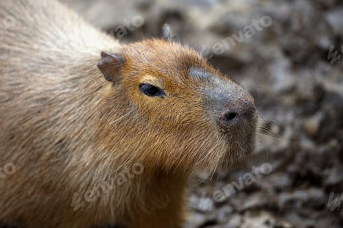 Preview: Capybara (Hydrochoerus hydrochaeris). Portrait close-up
