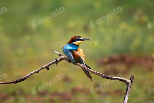Preview: European bee eater, Merops apiaster. Common bee-eater. Close-up