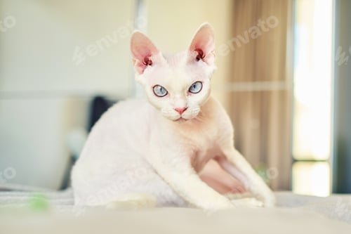 Preview: Sphynx Devon Rex cat close-up. Portrait of a pet. The cat plays with the owner on the bed at home.