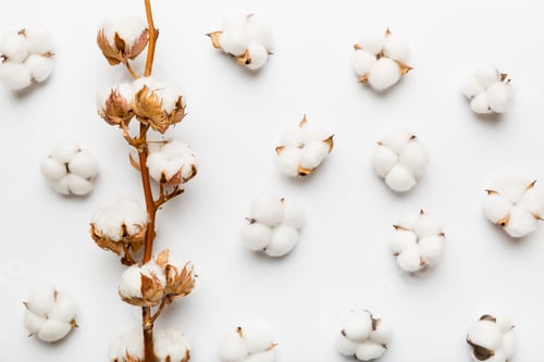 Preview: Autumn Floral Flat lay background composition. Dried white fluffy cotton flower branch top view