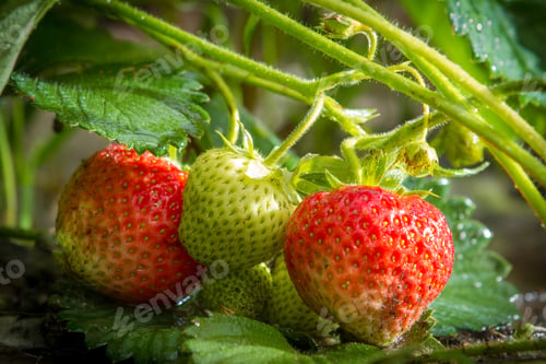 Preview: Close-up fresh strawberries on cuttings
