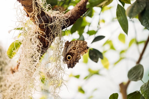 Preview: Picture of beautiful colorful butterfly on tree