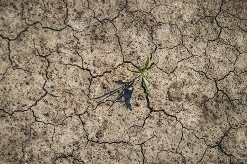 Preview: Small Plant Growing in Arid Cracked Soil