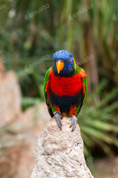 Preview: Colorful rainbow lorikeet perched on a rock with blurred green foliage in the background.