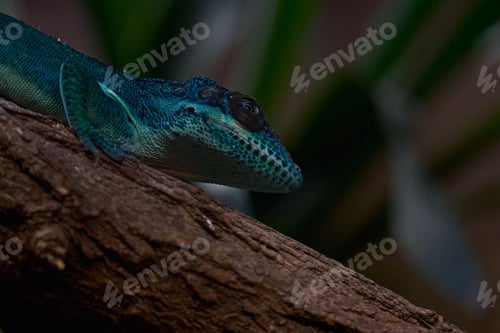 Preview: Closeup shot of a lizard on a tree branch