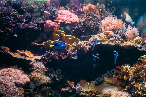 Preview: Blue Tang Fish Paracanthurus Hepatus And Chromis Viridis Swimmin