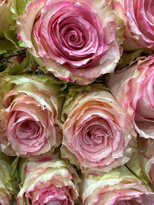 Preview: Roses