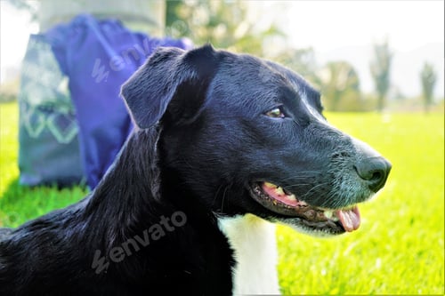 Preview: Animals, Pets, Dogs, Home, Cute, Lovely, Pet, Dog