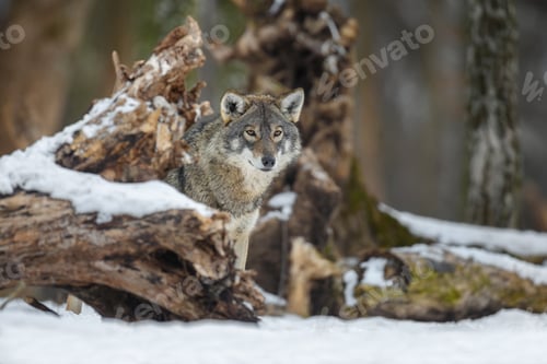 Preview: Gray wolf in the winter forest. Wolf in the nature habitat