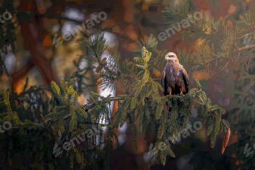 Preview: Majestic bird of prey in forest setting