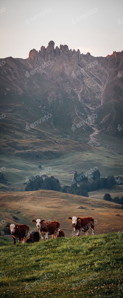 Preview: Vertical shot of a herd of cows in a field surrounded by the mountains of South Tyrol