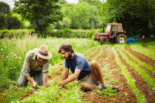 Preview: Two men tending rows of small plants in a field.