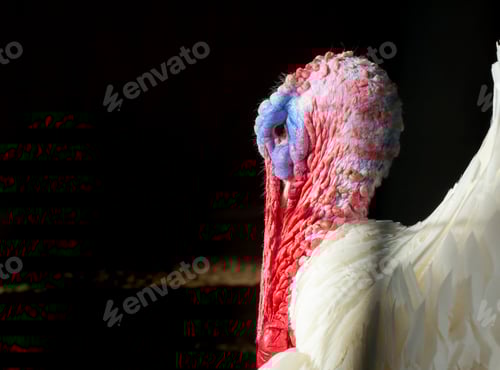 Preview: Portrait of a Wild Turkey