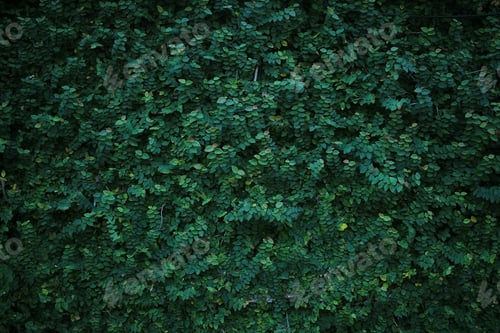 Preview: Green creeper plant on wall