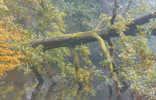 Preview: Tree above a lake in autumn
