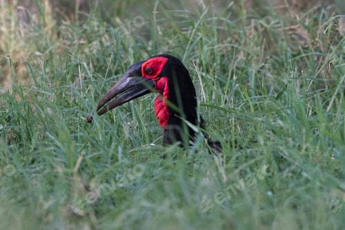 Preview: A vibrant Southern Ground Hornbill foraging in the grass.