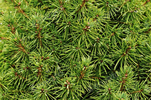 Preview: Top-view of a closeup of lush green pine branches