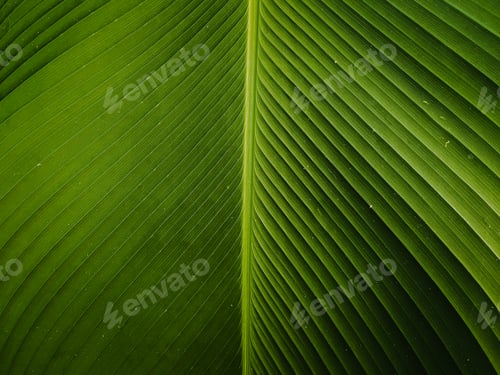 Preview: green leaf for background texture