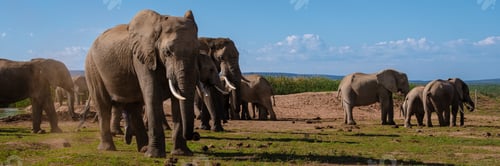 Preview: Elephants in South Africa, Family of elephant in Addo elephant park