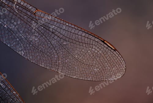 Preview: Close-up view wings of the dragonfly