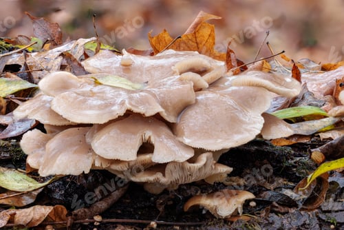 Preview: Close up image of oyster mushrooms growing on a log