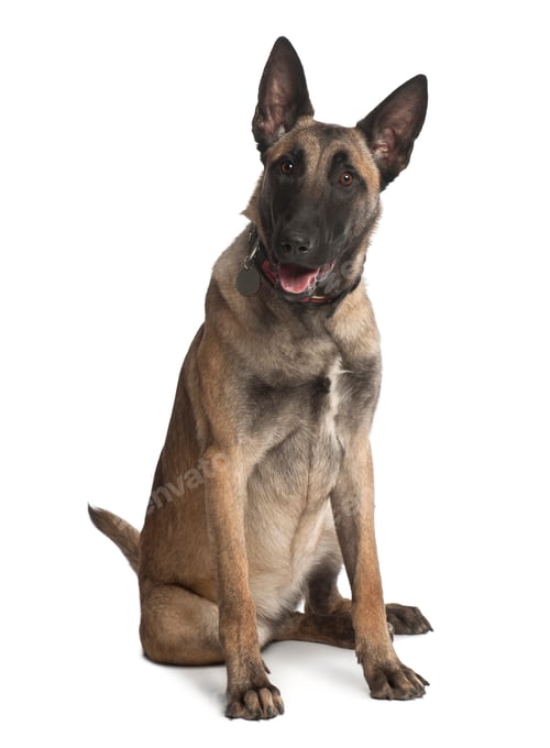 Preview: Belgian Shepherd Dog, 8 months old, sitting against white background