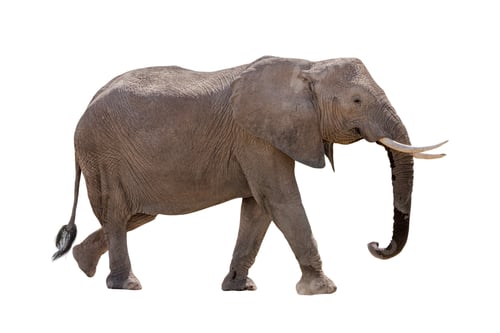 Preview: African Elephant Profile Walking Isolated