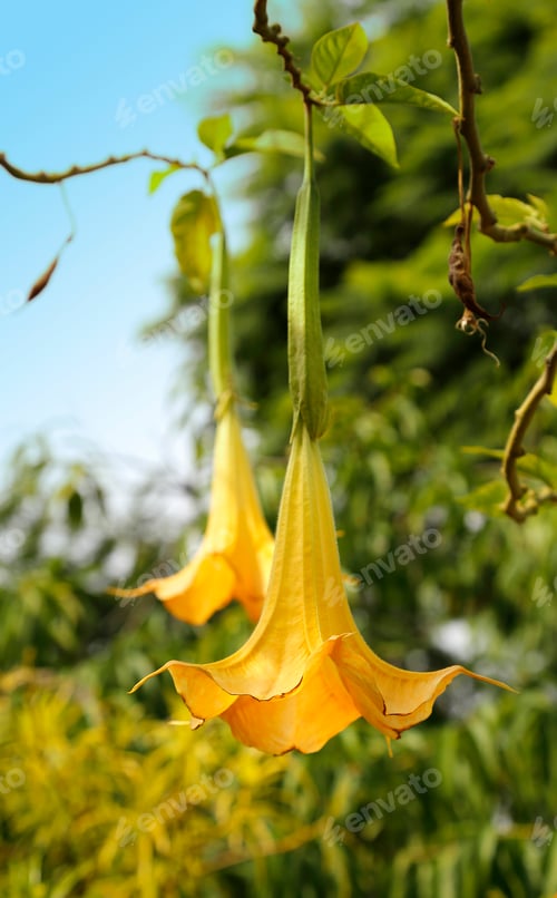 Preview: Yellow brugmansia named angels trumpet or Datura flower