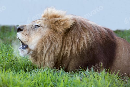 Preview: lion, roaring, opening, mouth