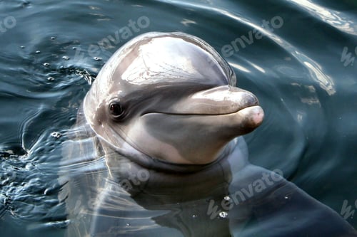 Preview: Beautiful dolphin smiling and curiously looking around in a tranquil blue ocean environment