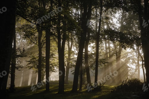 Preview: Beautiful shot of sun rays shining through trees in a park