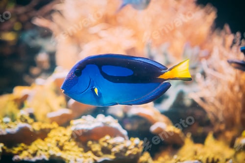 Preview: Blue Tang Fish Paracanthurus Hepatus Swimming In Water. Popular Fish In Marine Aquarium, Needs A