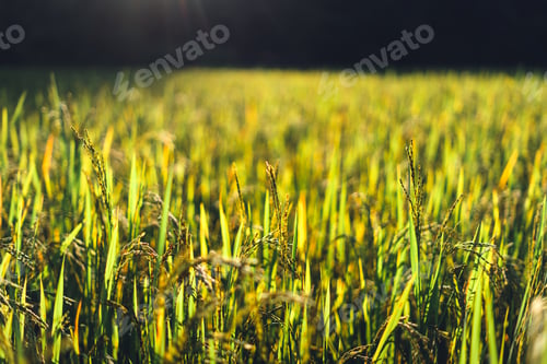 Preview: evening rice fields in the countryside