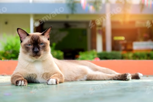 Preview: Cat lying on a cement floor