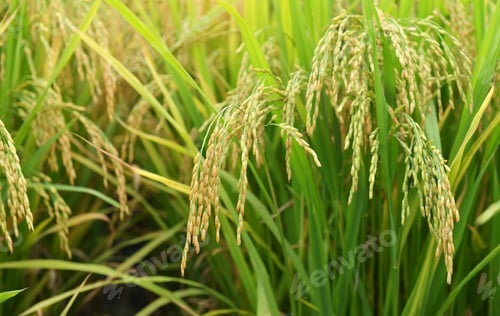 Preview: Rice Field On Rice Paddy Green Color Lush Growing Is A Agriculture