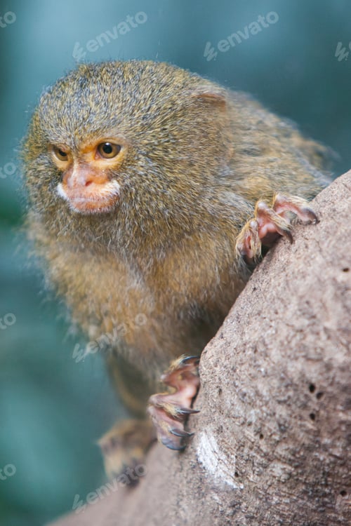 Preview: Pygmy Marmoset